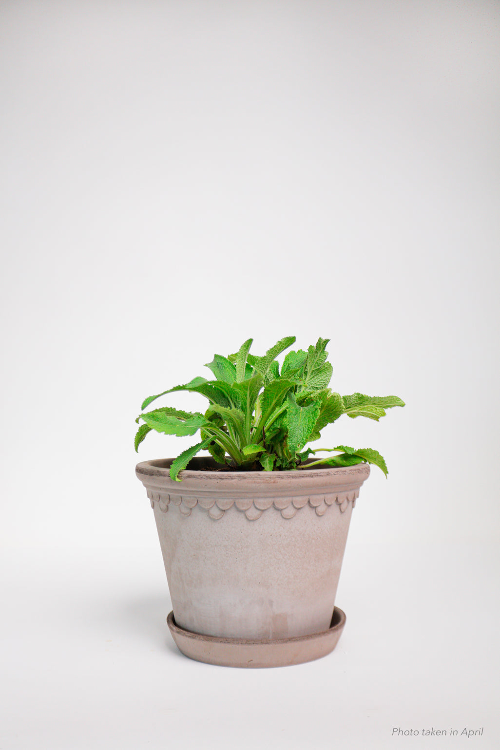 products/SotoProductShootLowQ-2023.jpg